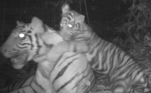fotopastí UV595HD (3 800 kč). Školní parnerská fotopast bude darována spolku Prales dětem, který ji umístí v rámci programu Oko tygra 2017-2019 na Sumatře.