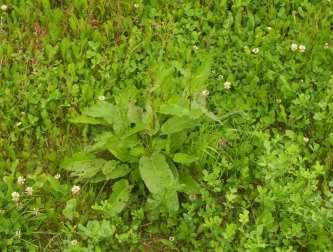ha -1 ) - do všech druhů trav. Účinkují dobře na semenáčky, na starší rostliny jsou málo účinné, ale mohou podporovat účinnost dalších herbicidů 305-380 Kč/ha Grodyl 75 WG (amidosulfuron): 30 g.