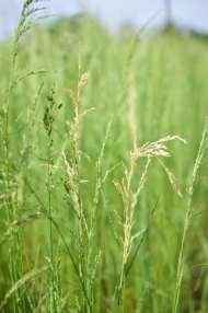 Ochrana proti chorobám Parazitární běloklasost Parazitární běloklasost nejzávažnější onemocnění trav na semeno hostitelé (kostřavy, lipnice, psinečky, poháňka hřebenitá, trojštět žlutavý) původci: