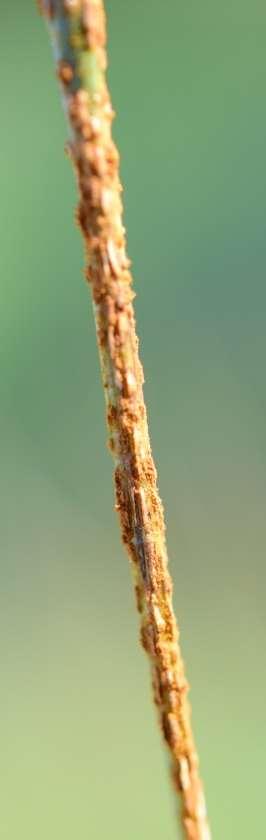 Ochrana proti chorobám Černá rzivost trav Černá rzivost trav (Puccinia graminis subsp. graminicola Urb.