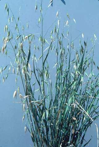 Ochrana proti trávovitým plevelům Oves hluchý Avena fatua Ježatka kuří noha Echinochloa crus-galli Sveřepy - Bromus spp.