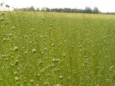 Regulace zaplevelení porostů lnu setého Nepřímá herbicidní ochrana