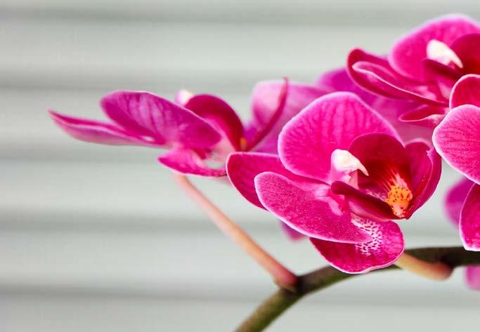 ORCHID PROGRAM Kapka - orchideje a bromélie Kapka je rychle účinkující tekuté hnojivo určené pro orchideje a bromélie. 200 ml /150156/ min.