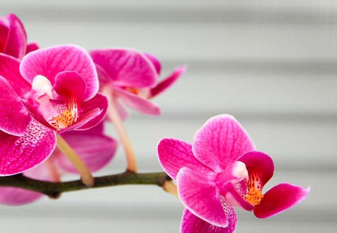 od 0, 04 Kontejner orchideje - čirý Průhledný kontejner vhodný především pro pěstování orchidejí. 6,5 cm, 0,15 l /500393/ min. 10 ks 0,06 0, 04 8 cm, 0,22 l /500394/ min.
