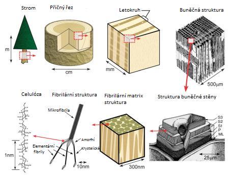 UTB ve Zlíně, Fakulta technologická 26 3 CELULÓZA Celulózu je možno charakterizovat jako nejčastěji se vyskytující přírodní polysacharid.
