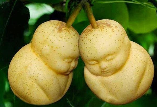 Hrušky Pyrus Hrušky patrili kedysi k najrozšírenejšiemu intenzívne pestovanému ovocnému