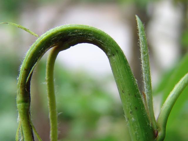 Štítnička nebezpečná Quadraspidiotus perniciosus