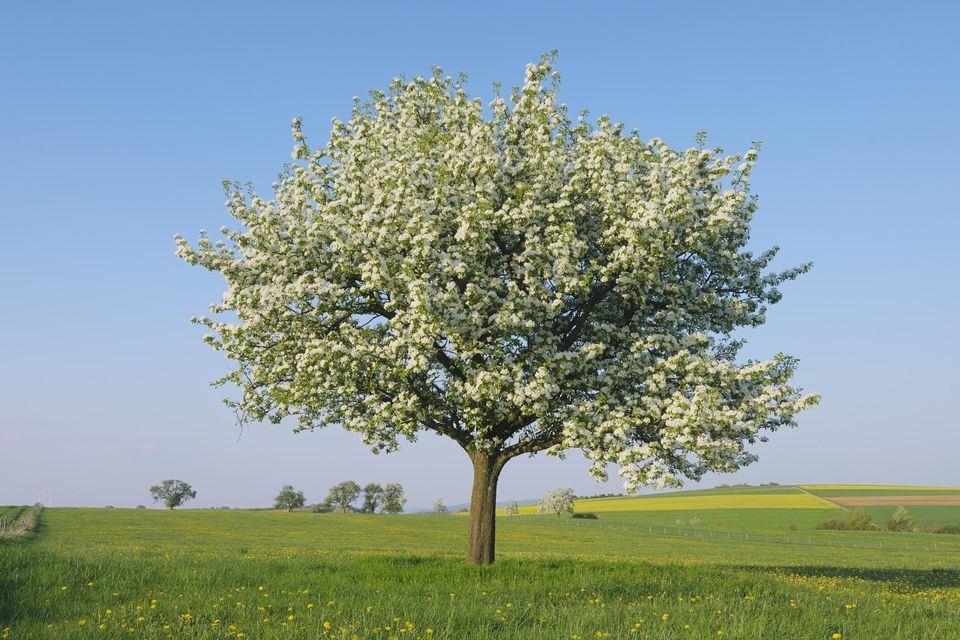 Podľa druhov sa delia: Hruška obyčajná (Pyrus communis) Hruška planá (Pyrus pyraster) Hruška ázijská - Nashi (Pyrus Pyrifolia) Podľa doby konzumnej zrelosti sa delia na: letné jesenné zimné Odrody