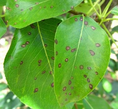 Ochorenia a škodcovia Septorióza hrušiek Pôvodcom ochorenia je huba Septoria pyricola. Na listoch sa na konci leta objavujú hnedé škvrnky, 1-2 mm veľké, ktoré neskôr uprostred belavo šednú.