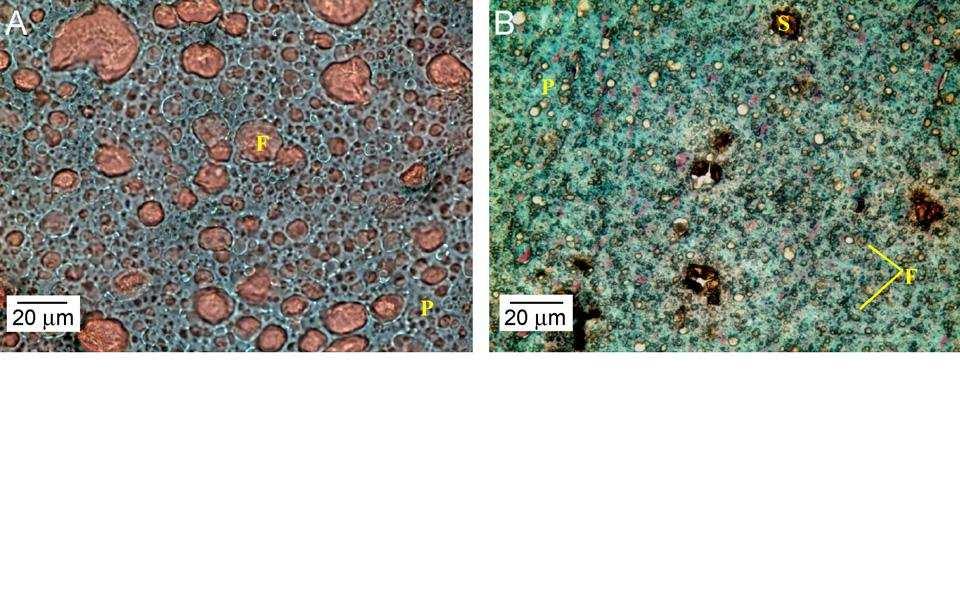 F tukové kuličky, P proteinová matrice, S částice škrobu (A) sýr neobsahující škrob, (B) sýr obsahující 9,9 % w/w nativního, (C) pre-gelatinizovaného, (D) voskového kukuřičného škrobu. br.