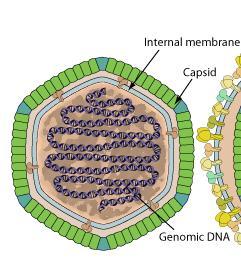 Pavla Havlíčková English bonus: Victimized viruses 12 points A virus is a submicroscopic particle with ability to infect a living cell and reproduce intracellularly.