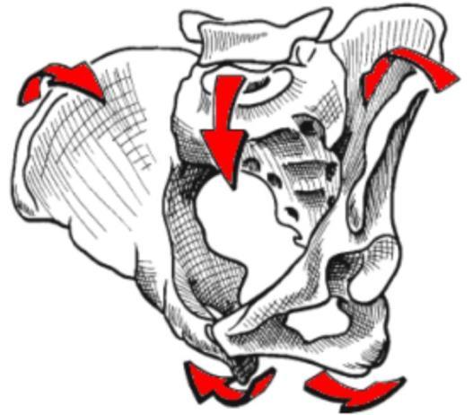 Obrázek 4: Znázornění nutace v SI skloubení (převzato z Kapandji, 2008) Pánev je po funkční stránce převodníkem zátěže mezi dolními končetinami a osovým orgánem (Véle, 2006).