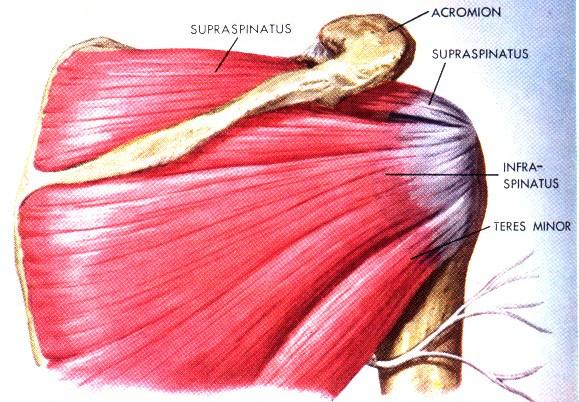 Složení: m. supraspinatus m. infraspinatus m. teres minor m.