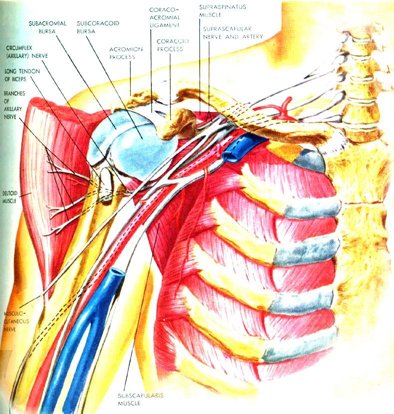 Anatomie