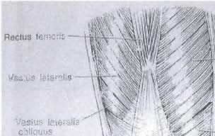 ,) Rectus fenloris - V;J.Slus lateraj!s -. V ~js l u s Jalera li s obllquus VflSt lj r~ cd j,, S Vas llis medialis obl/quus \!, l \ \, /-~ folf o\.