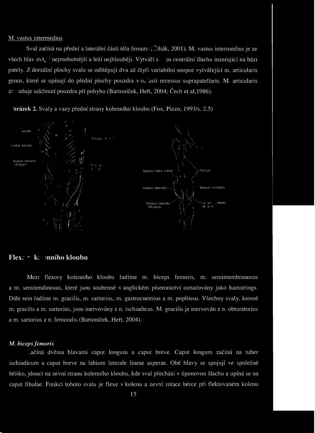 Všechny svaly, kromě m. gracilis a m. sartorius, jsou inervovány zn. ischiadicus. M. gracilis je inervován zn. obturatorius a m. sartorius zn. femoralis (Bartoníček, Heřt, 00). M. biceps femoris Začíná dvěma hlavami caput longum a caput breve.