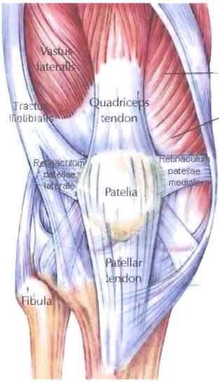 pruh, plica synovialis infrapatellaris (plica infrapatellaris), který se upíná na femur. Při vnitřním okraji kloubní plochy mediálního kondylu femuru vytváří vertikálně probíhající řasu, tzv.