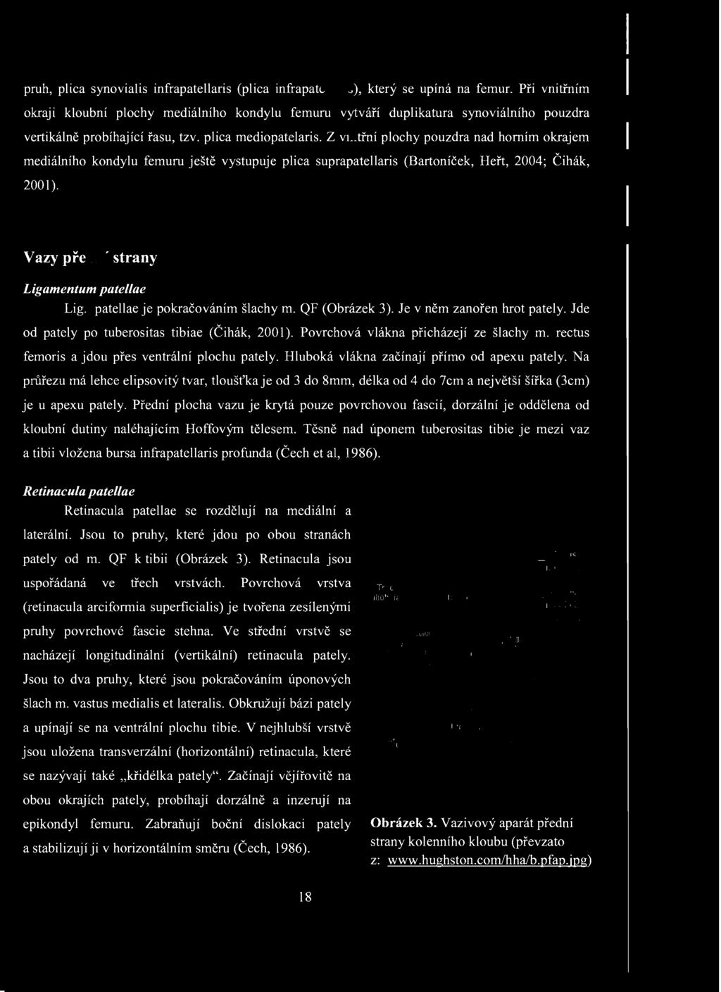 Vazy přední strany Ligamentum patellae Lig. patellae je pokračováním šlachy m. QF (Obrázek ). Je v něm zanořen hrot pately. Jde od pately po tuberositas tibiae (Čihák, 00).