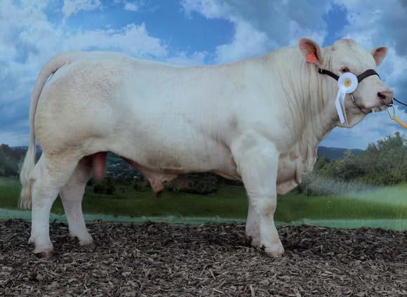 (kg) 383 430 Hmotnost jalovic JUT (kg) x 280 360 Podíl zatříděných býků ve třídách S+E+U Věk porážky do 24 měs. CH100 61,7 % CH 75 až 87 45,4 % CH 50 až 74 35,4 % xx 15 18 měs., ČR 20 měs.