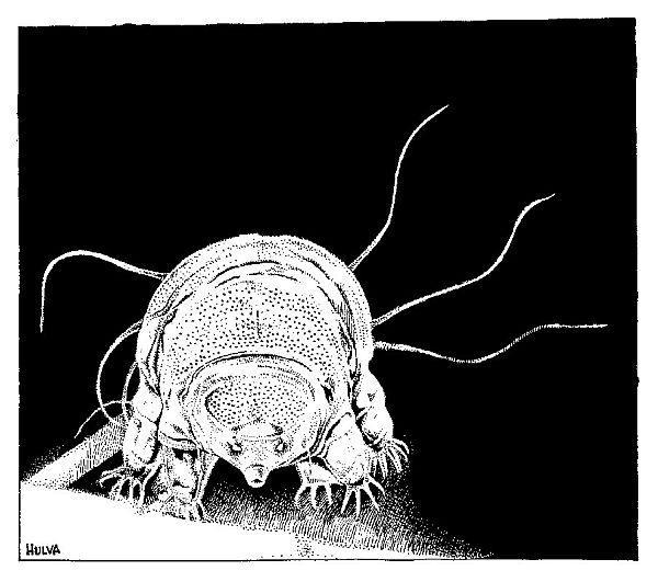 2. místo, RNDr. Pavel Hulva, Katedra zoologie Želvuška.