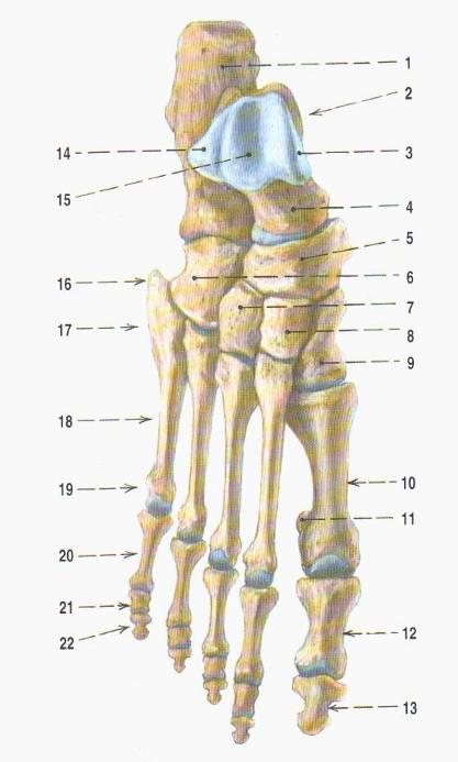 Ossa sesamoidea pedis,sesamské kůstky nohy se vyskytují ve dvojici U metetarosofalangového kloubu palce.