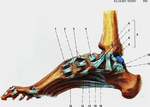 Ligamenta metatarsalia,