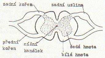 7. Nervová soustava člověka anatomie nervové soustavy a stavba neuronu Nervová soustava člověka je rozlišena na: 1.