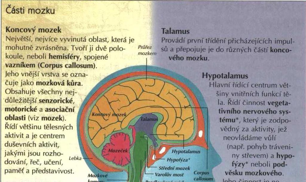 Vnitřní části našeho mozku jsou původnější, máme je společné s