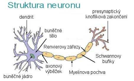 GLIOVY BUŇKY udržují neurony na místě, nemají ani dendrity ani axony, živí neurony, likvidují vetřelce, udržují čisto, 1 neuron / 9 gliových buněk MYELINOVÁ POCHVA tuková pokrývka axonu sestavená ze