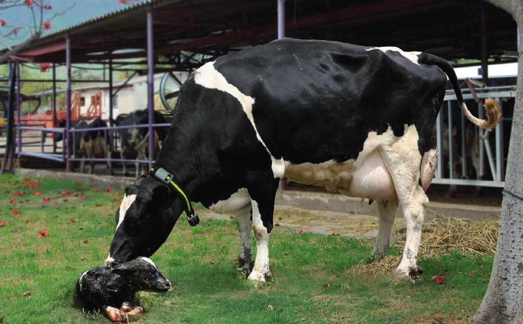 Heatime HR umožňuje rychlé a přesné vyhodnocení vašich krav po stránce reprodukce,