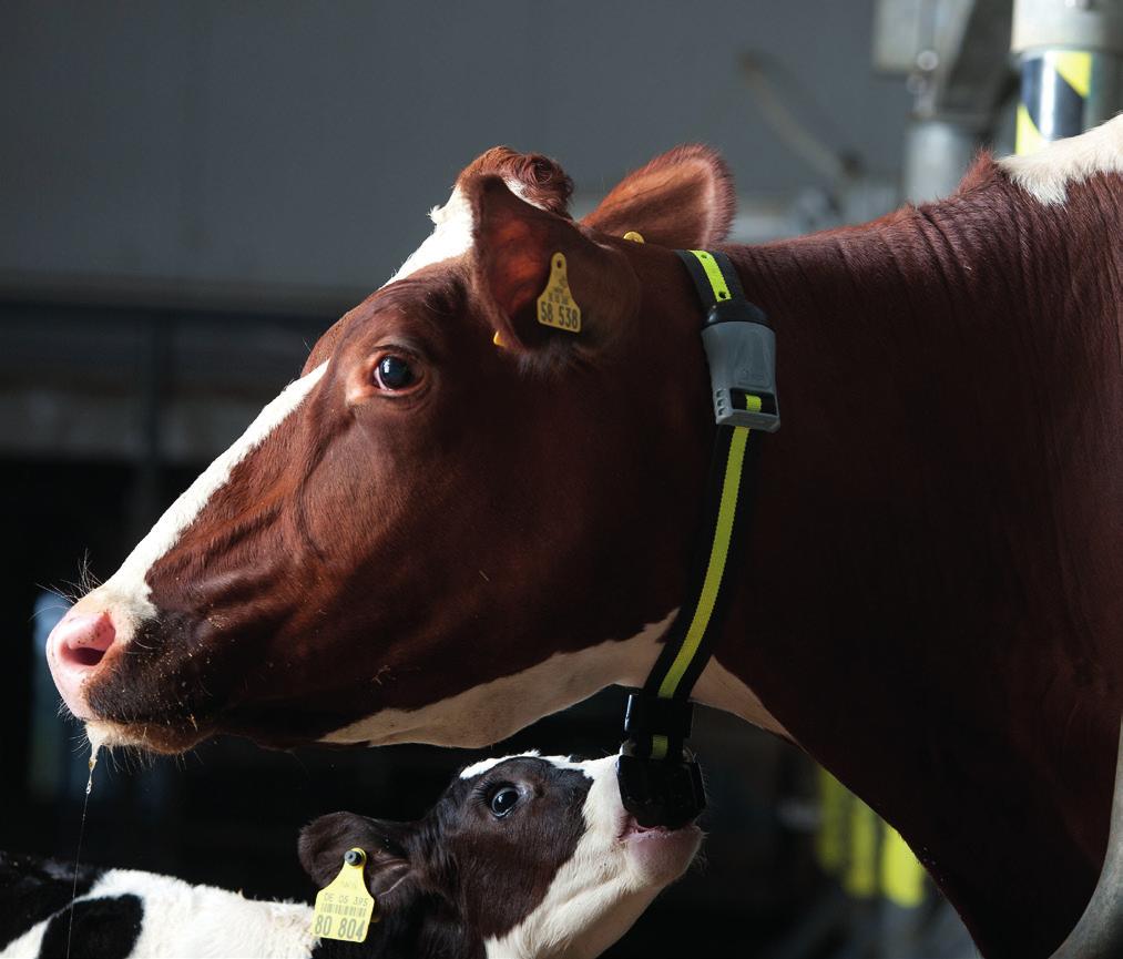 NOVÉ Upozornění na potíže před otelením Získejte důležité informace o kravách zažívajících neobvyklý stres během telení NOVÉ Upozornění na potíže po otelení Minimalizujte dopad onemocnění spojených s