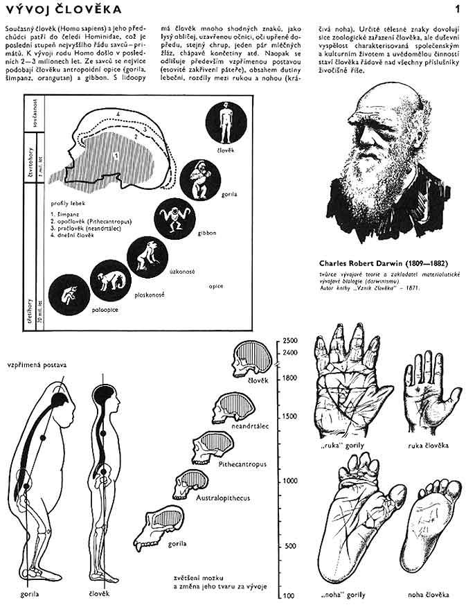 Část pro zájemce: Shrnutí kapitoly: Člověk je druh, který má své charakteristické znaky, na