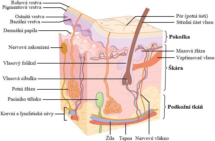2.6.3 Škára (dermis) Škáru tvoří gelová hmota představující směs vody, aminokyselin, bílkovin, sacharidů a elektrolytů.