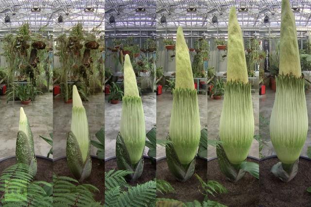 MONOCOTS Bazální skupiny Acorales