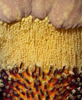 Aponogetonaceae Juncaginaceae Maundiaceae