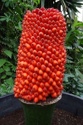 Zosteraceae Potamogetonaceae