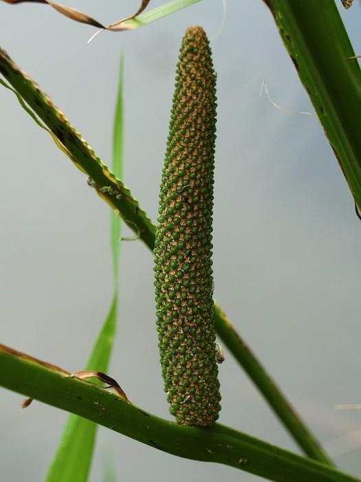 MONOCOTS Acorales puškvorcotvaré 1 čeleď, 1 rod, 2 druhy Severní