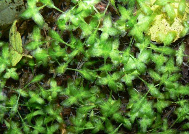 Monocots ǀ Alismatales ARACEAE Lemnoideae 5