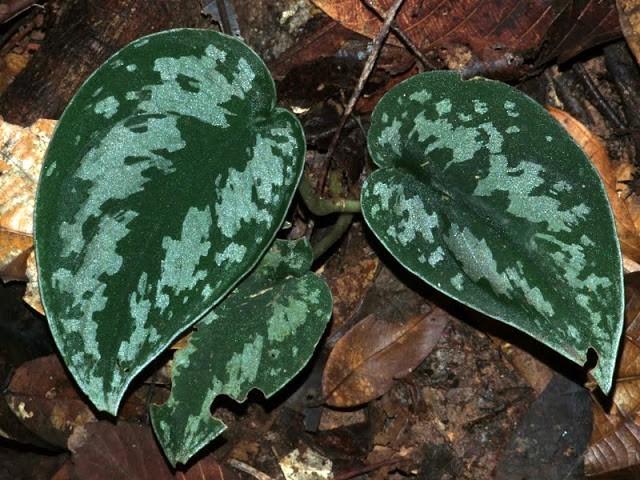 Monocots ǀ Alismatales ARACEAE
