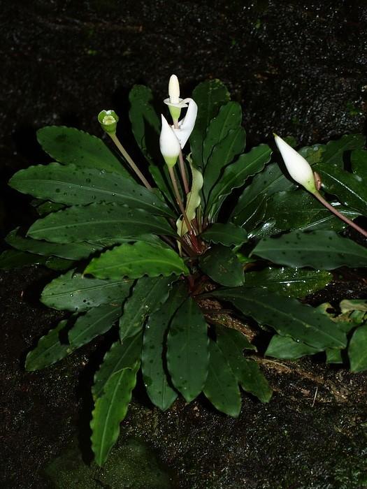 Monocots ǀ Alismatales ARACEAE Aroideae
