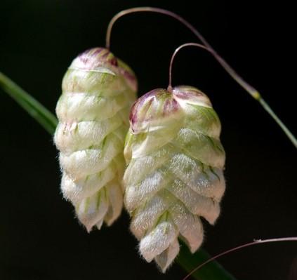 Jednoděložné rostliny = Liliopsida, Monocotyledons, Monocots Monofyletická skupina (morfologie,