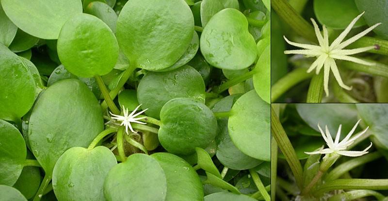 (Egeria atd.) Hydrilloideae (+Najadaceae) (Najas, Vallisneria atd.