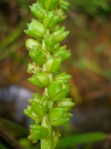 Monocots ALISMATALES Scheuchzeriaceae