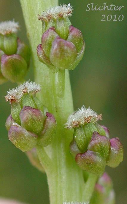 Monocots ALISMATALES Juncaginaceae bařičkovité 3 rody, 34 druhů