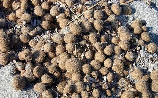 Monocots