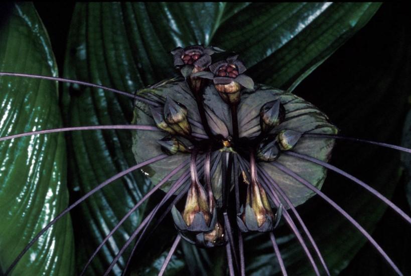 Monocots DIOSCOREALES Taccaceae takovité 1 rod, 15 druhů Tropické oblasti