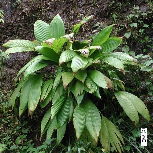 Monocots PANDANALES Cyclanthaceae 12 rodů, 230 druhů
