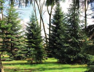 Zajímavosti Arboreta Žampach Arboretum Žampach využívá zejména historicky daného prostředí, v němž se rozkládá.