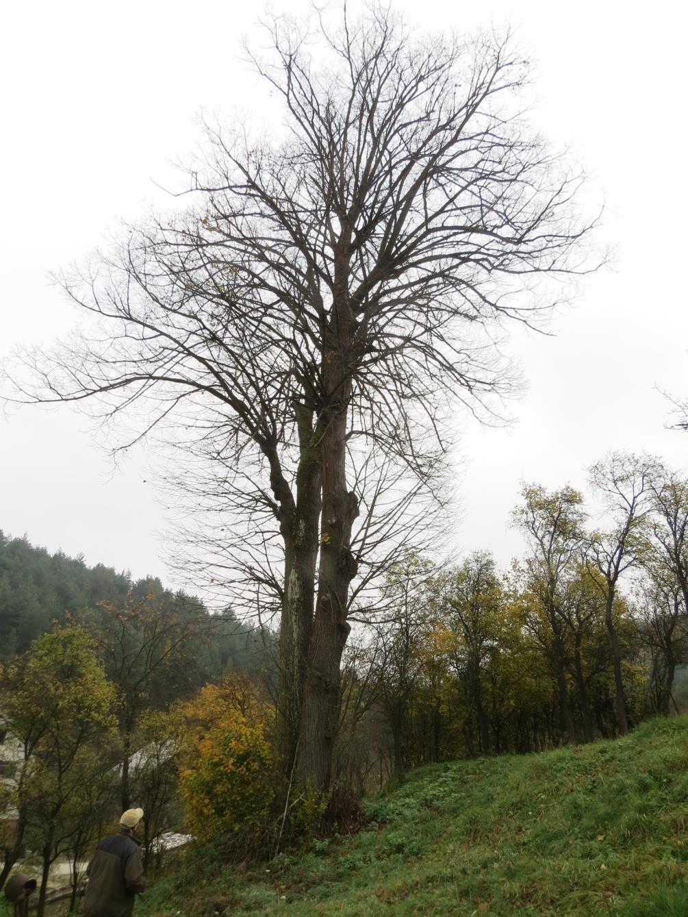 Štátna ochrana prírody Slovenskej republiky Projekt ochrany chráneného stromu/chránených
