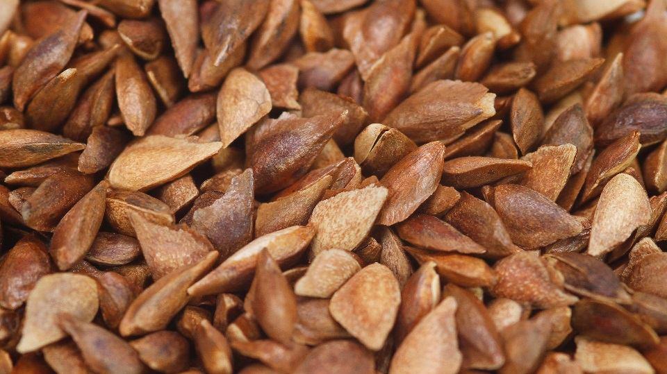 Mendelova univerzita v Brně Předosevní příprava a doba výsevu douglasky tisolisté (Pseudotsuga menziesii /Mirb.
